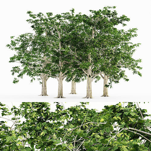 European Beech tree collection 5 trees in the scene 3D model