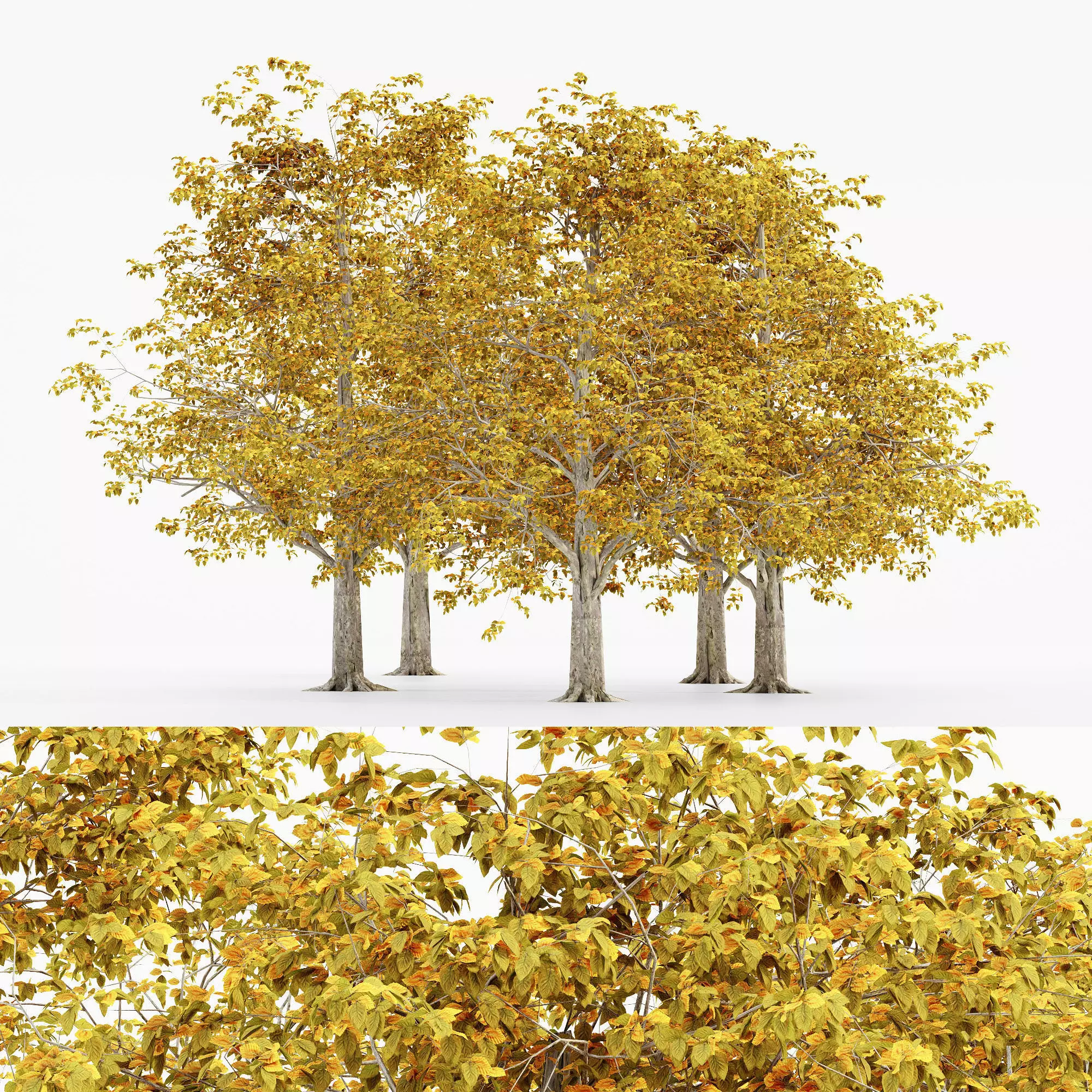European Beech Fall tree collection 5 trees in the scene 3D model