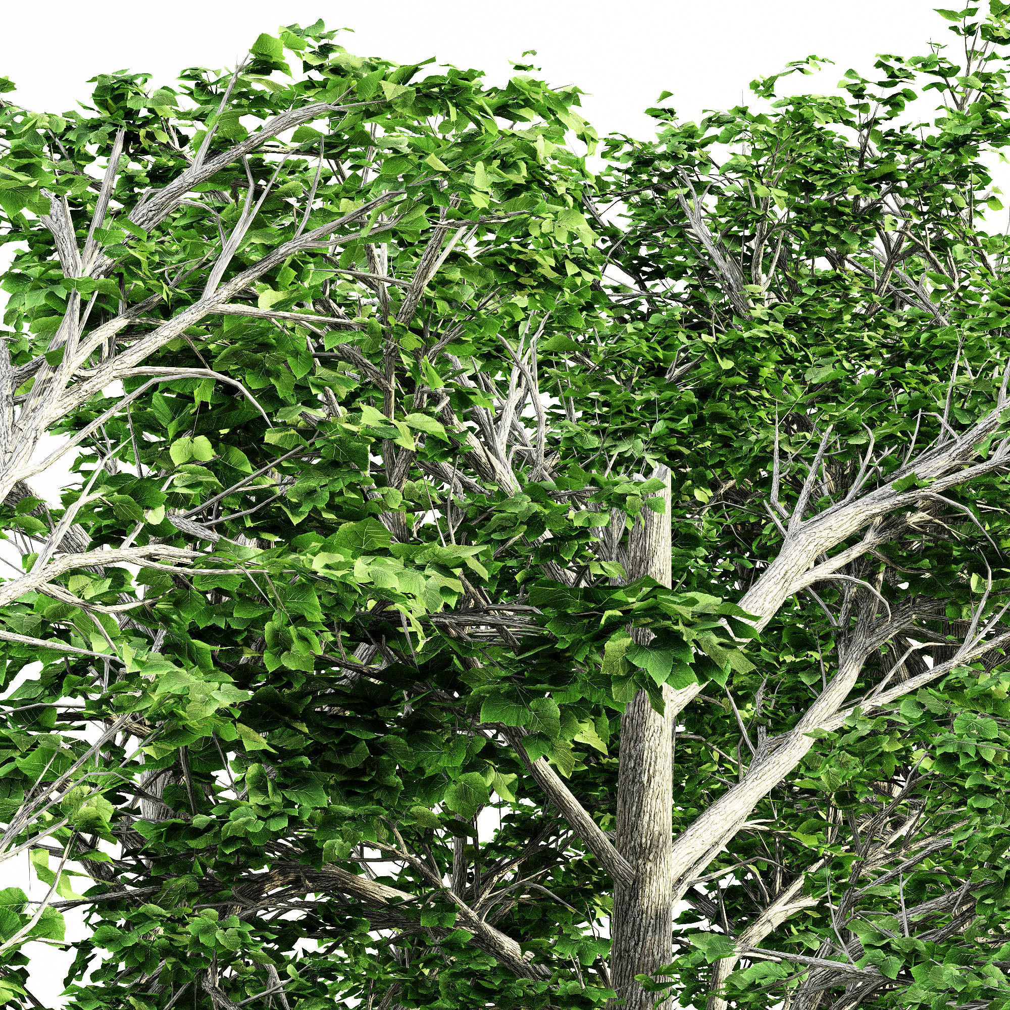 European Linden tree collection 5 trees in the scene Free 3D model_2