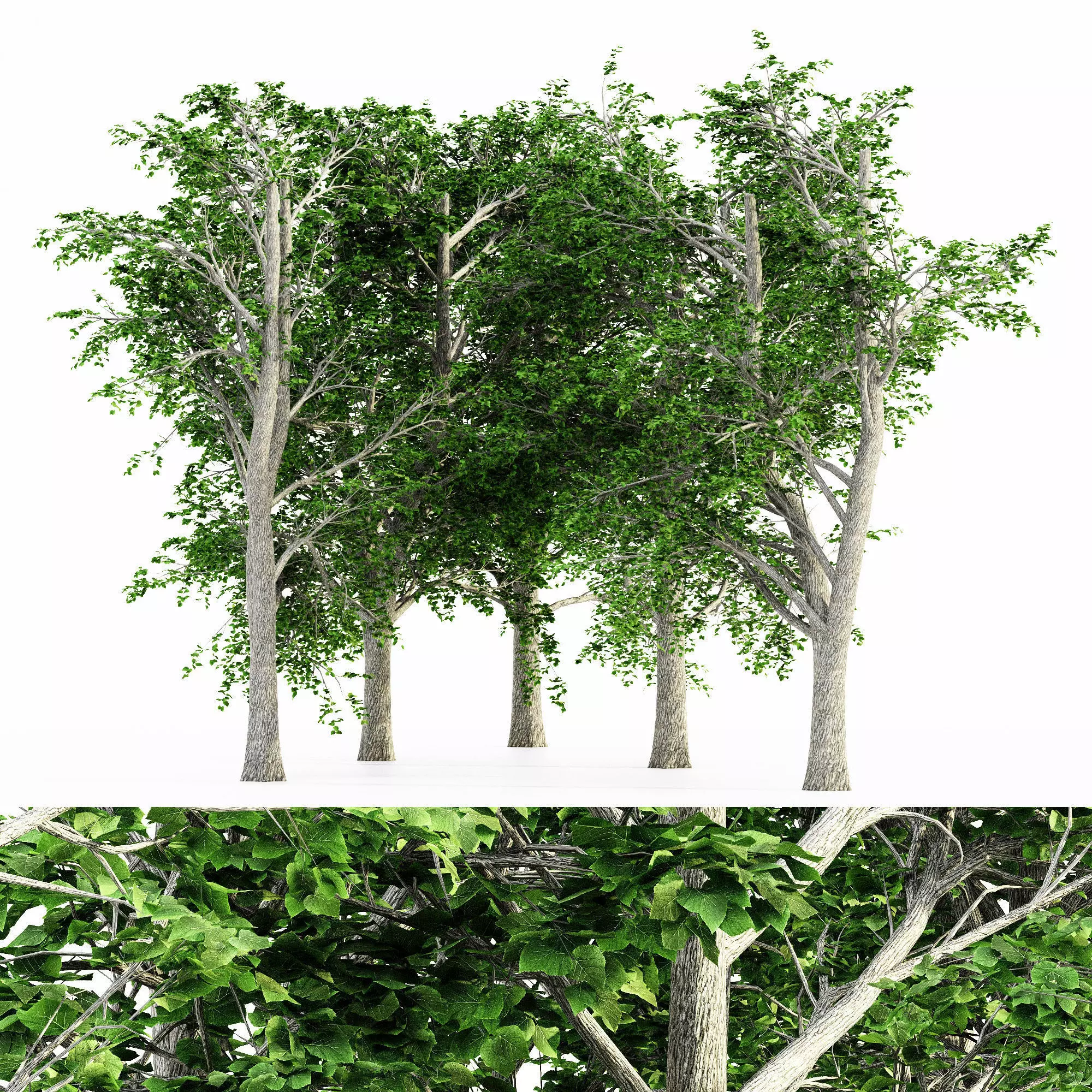 European Linden tree collection 5 trees in the scene Free 3D model_0