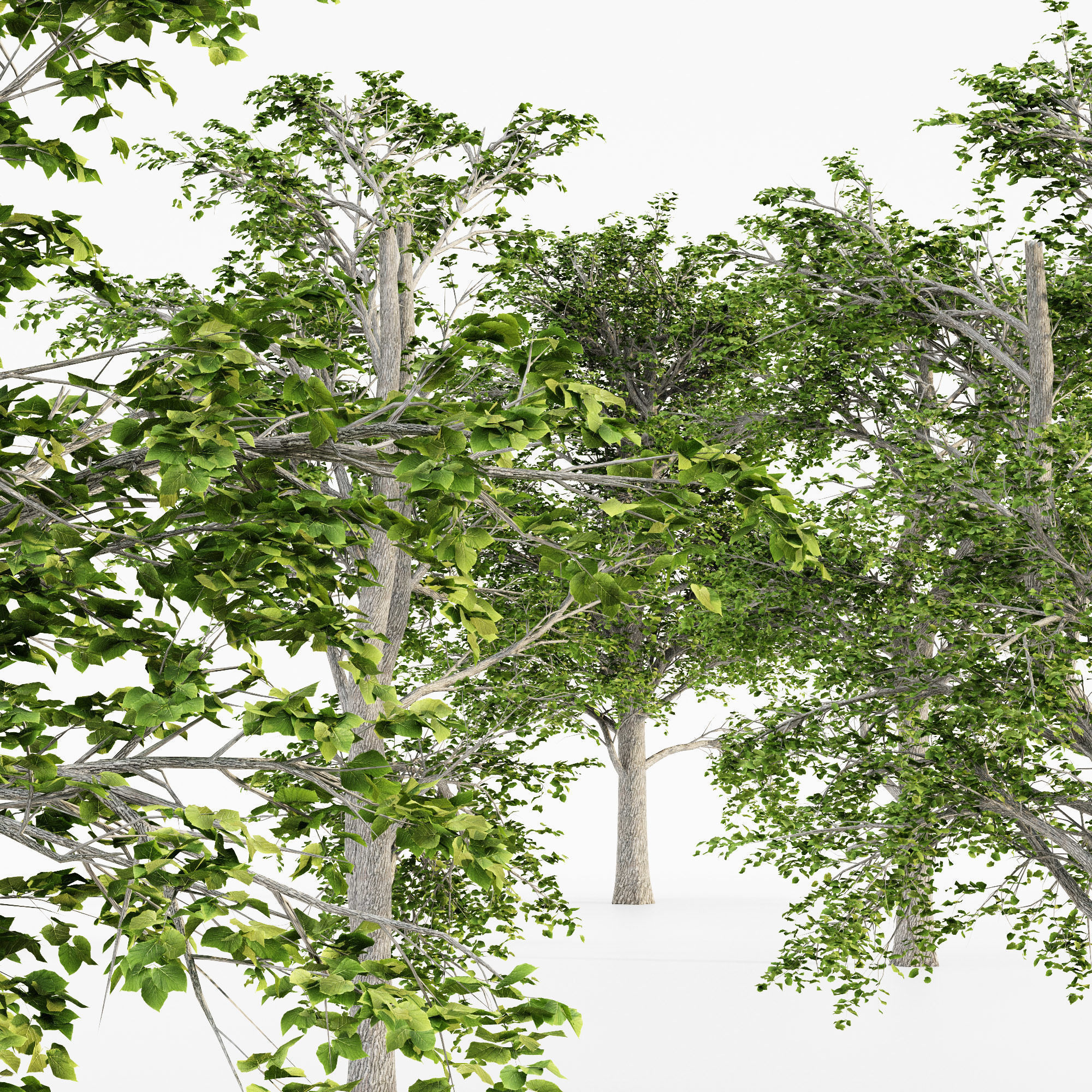 European Linden tree collection 5 trees in the scene Free 3D model_3