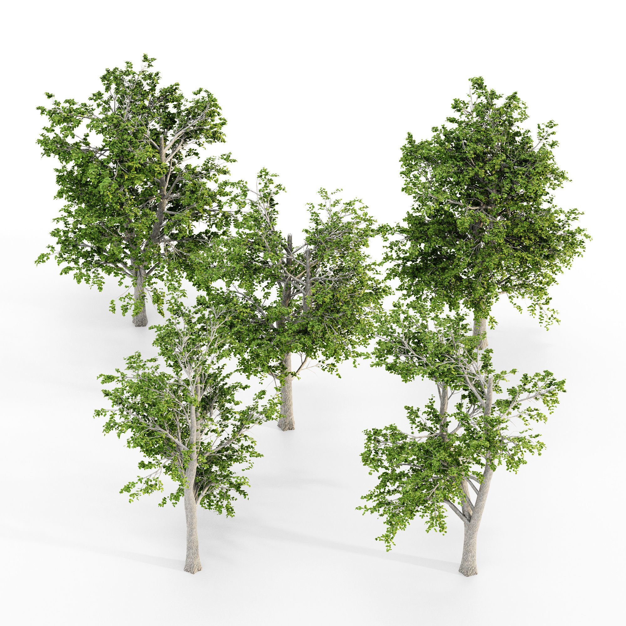 European Linden tree collection 5 trees in the scene Free 3D model_1