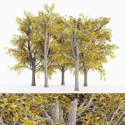 European Linden Fall tree collection 5 trees in the scene Free 3D model