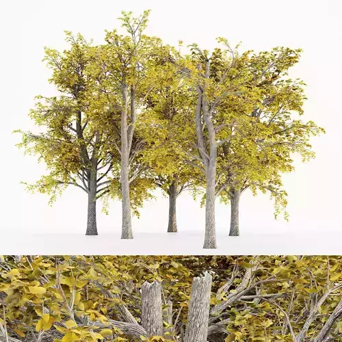 European Linden Fall tree collection 5 trees in the scene Free 3D model