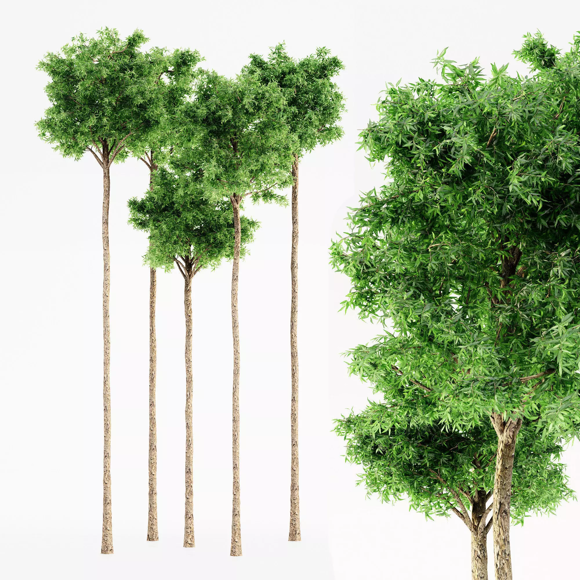 Flooded Gum tree collection 5 trees in the scene 3D model_0