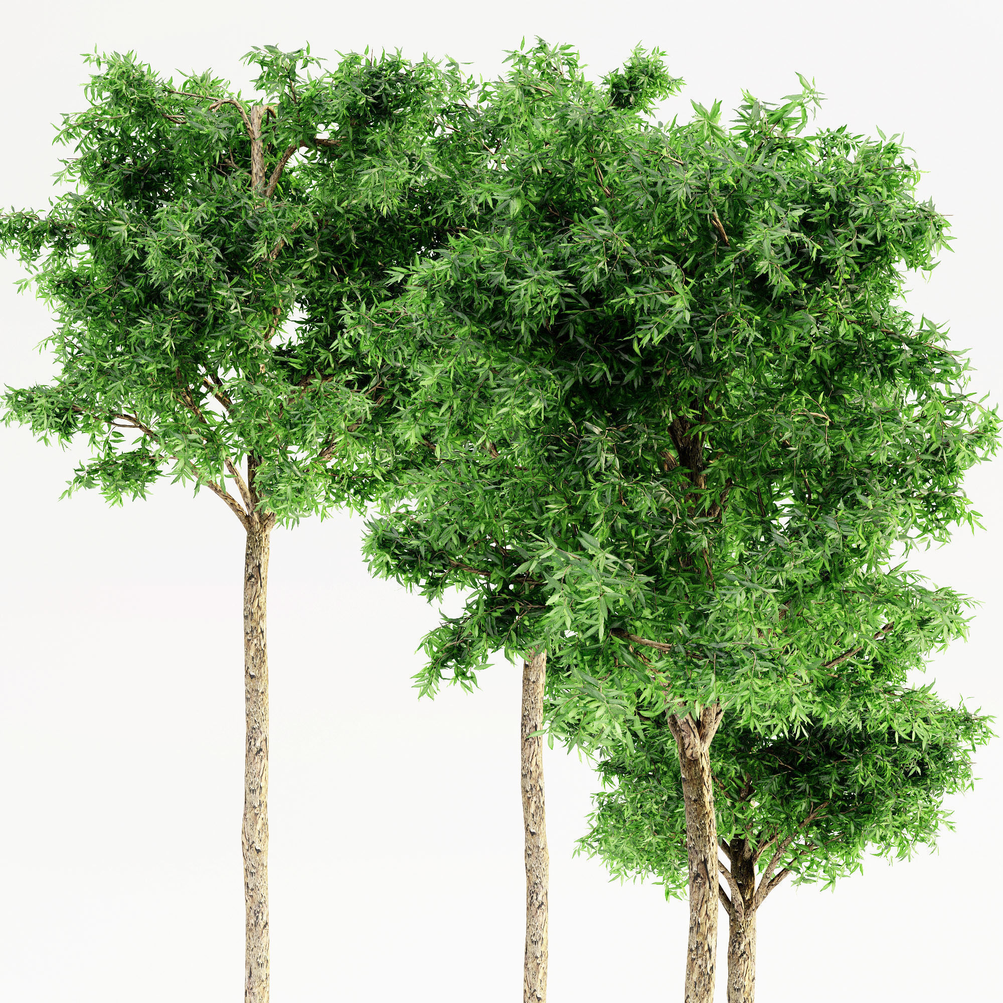 Flooded Gum tree collection 5 trees in the scene 3D model_1