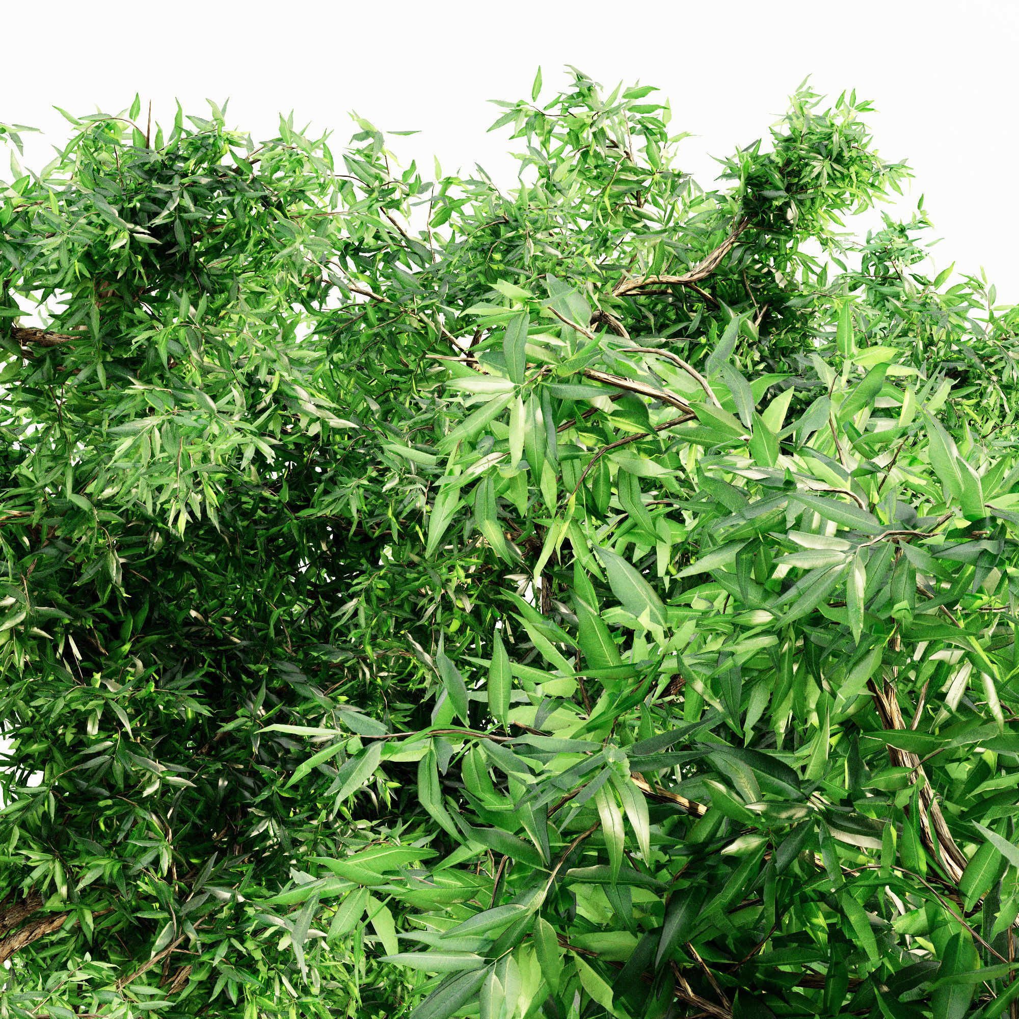 Flooded Gum tree collection 5 trees in the scene 3D model_2