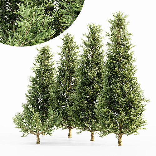 Fraser Fir tree collection 5 trees in the scene 3D model