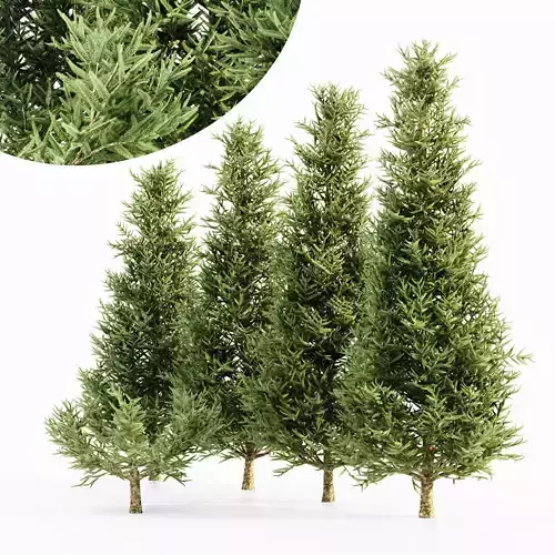 Fraser Fir tree collection 5 trees in the scene 3D model