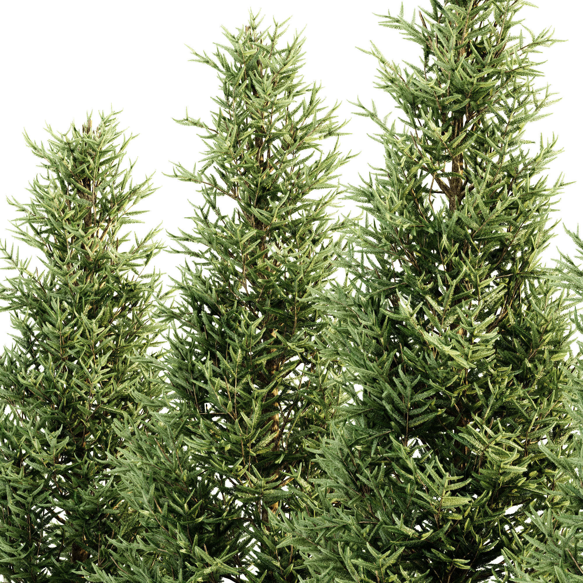 Fraser Fir tree collection 5 trees in the scene 3D model_1