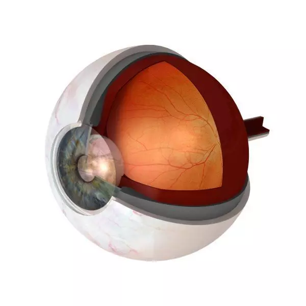 Eye Anatomy Cutaway 3D model