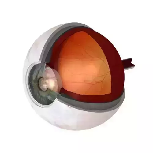 Eye Anatomy Cutaway 3D model