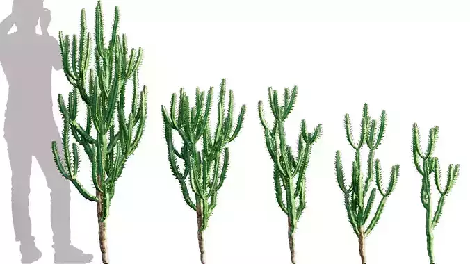 Euphorbia Trigona - African Milk Tree - 01