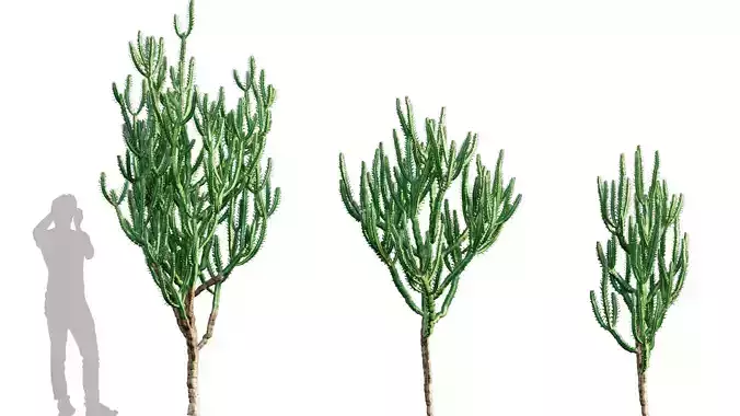 Euphorbia Trigona - African Milk Tree - 02