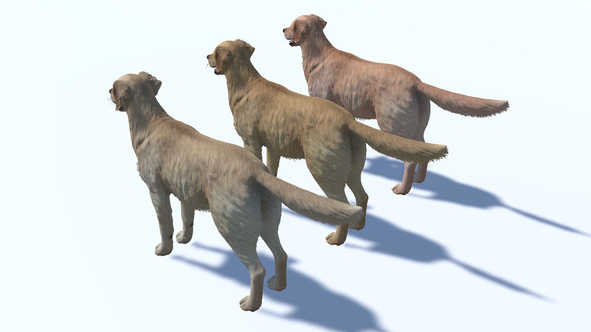 Dog - Golden Retriever Low-poly 3D model_12