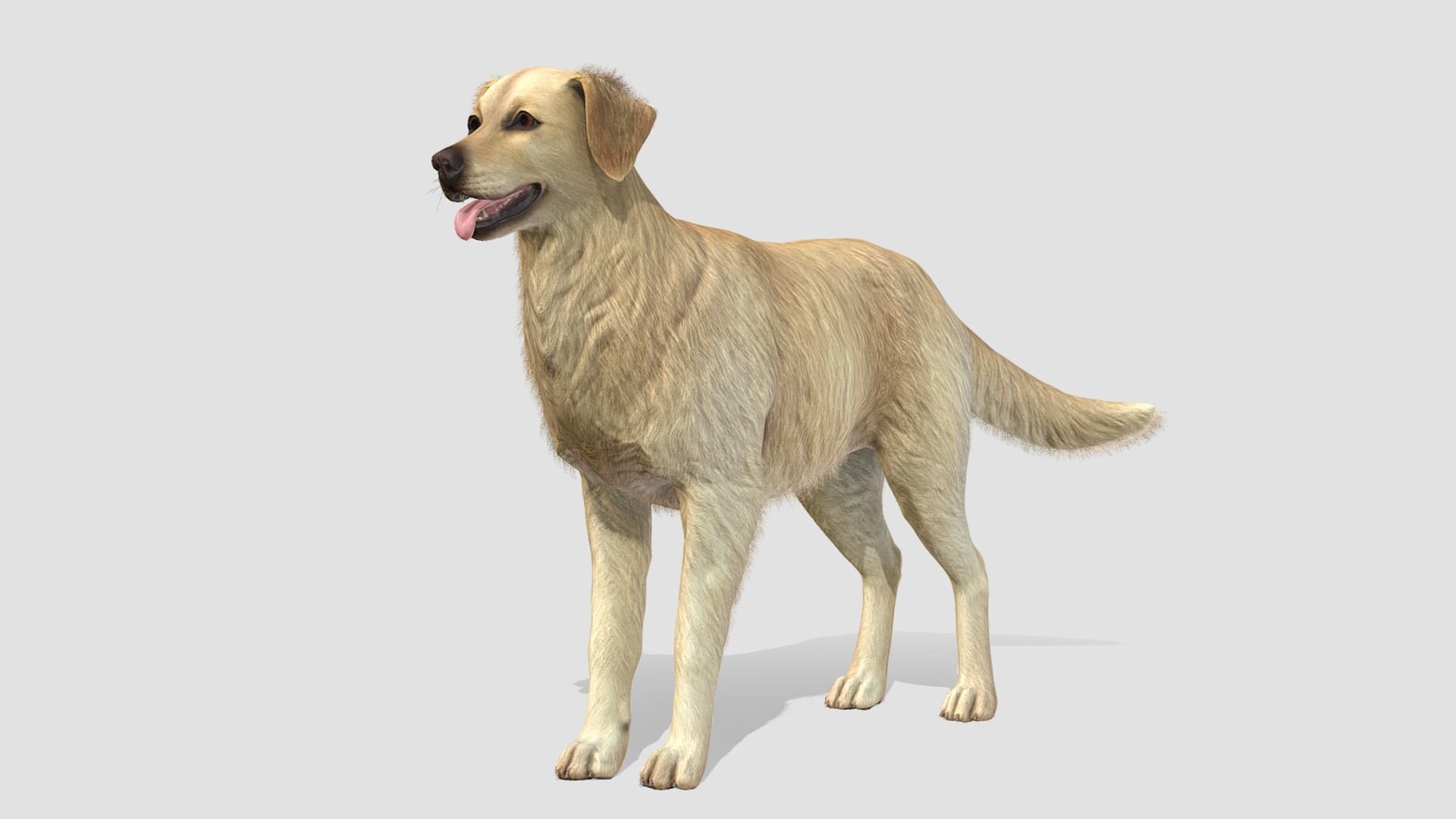 Golden Retriever
