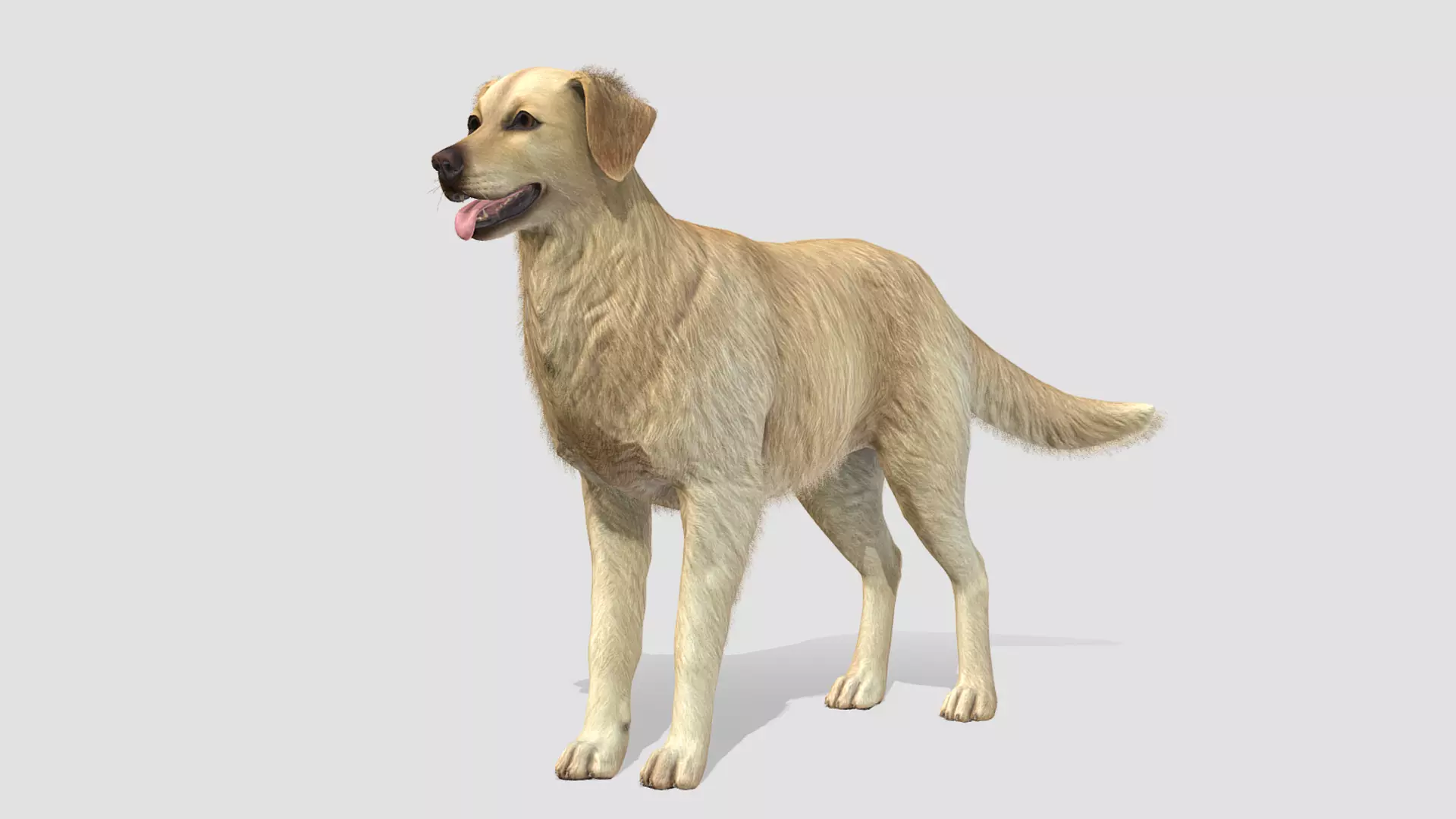 Dog - Golden Retriever Low-poly 3D model_0