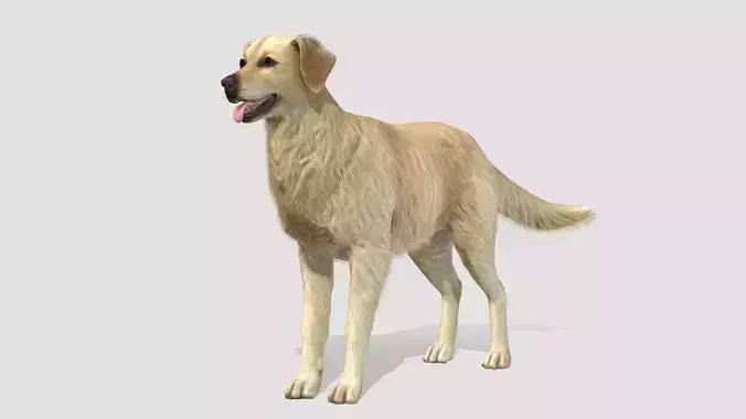 Dog - Golden Retriever Low-poly 3D model