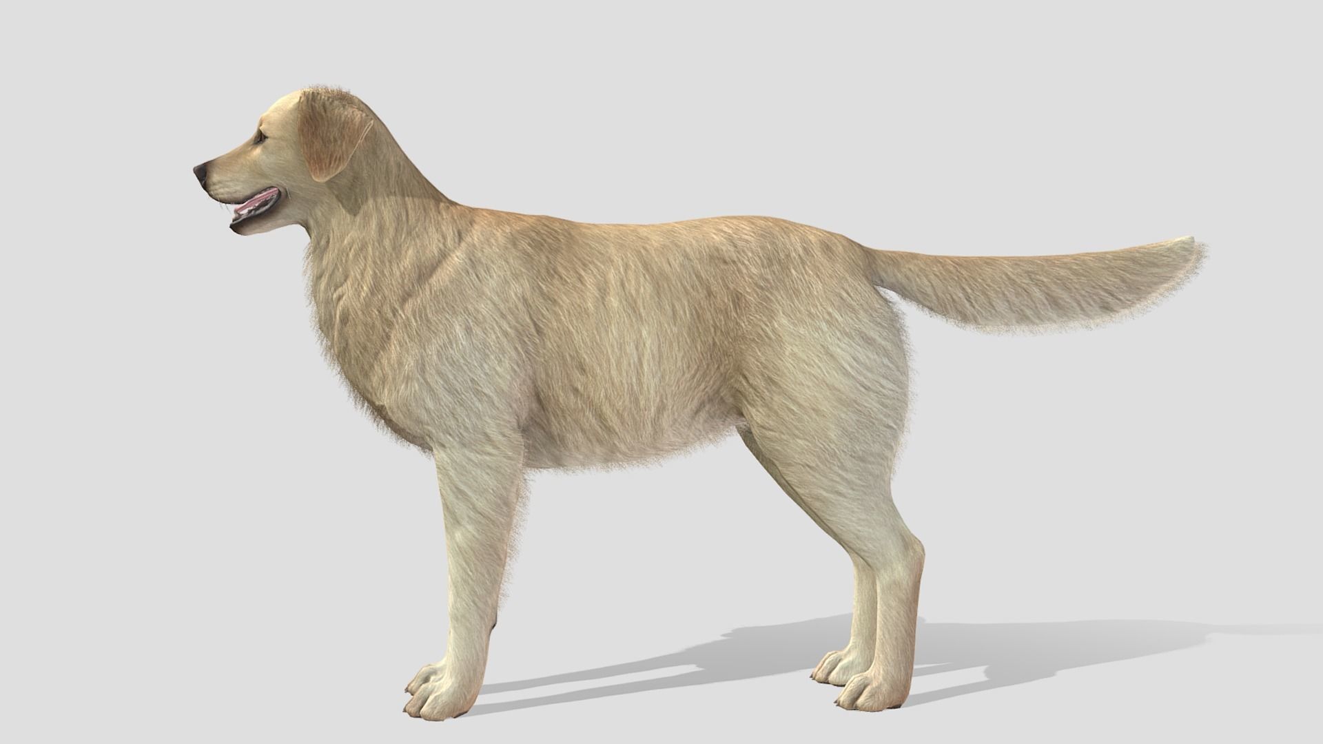 Dog - Golden Retriever Low-poly 3D model_2