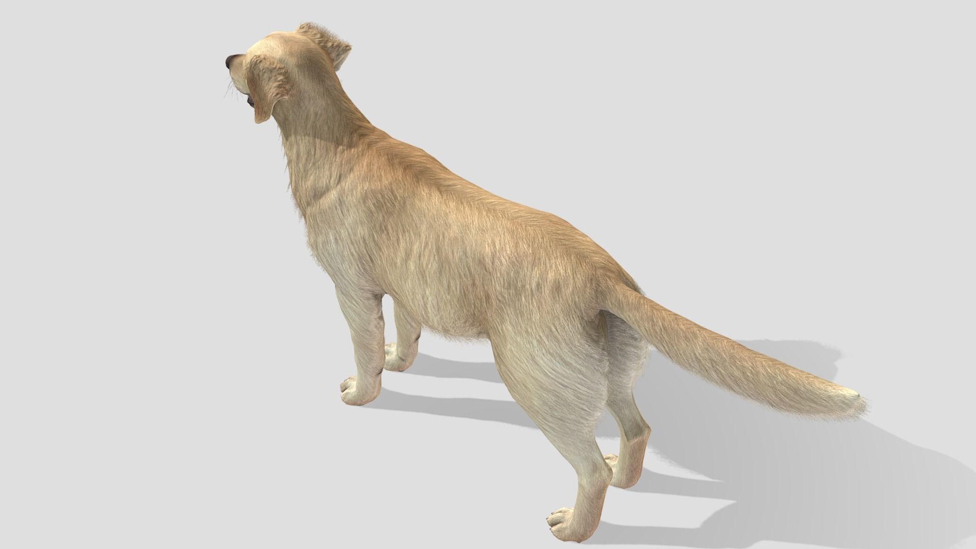 Dog - Golden Retriever Low-poly 3D model_5
