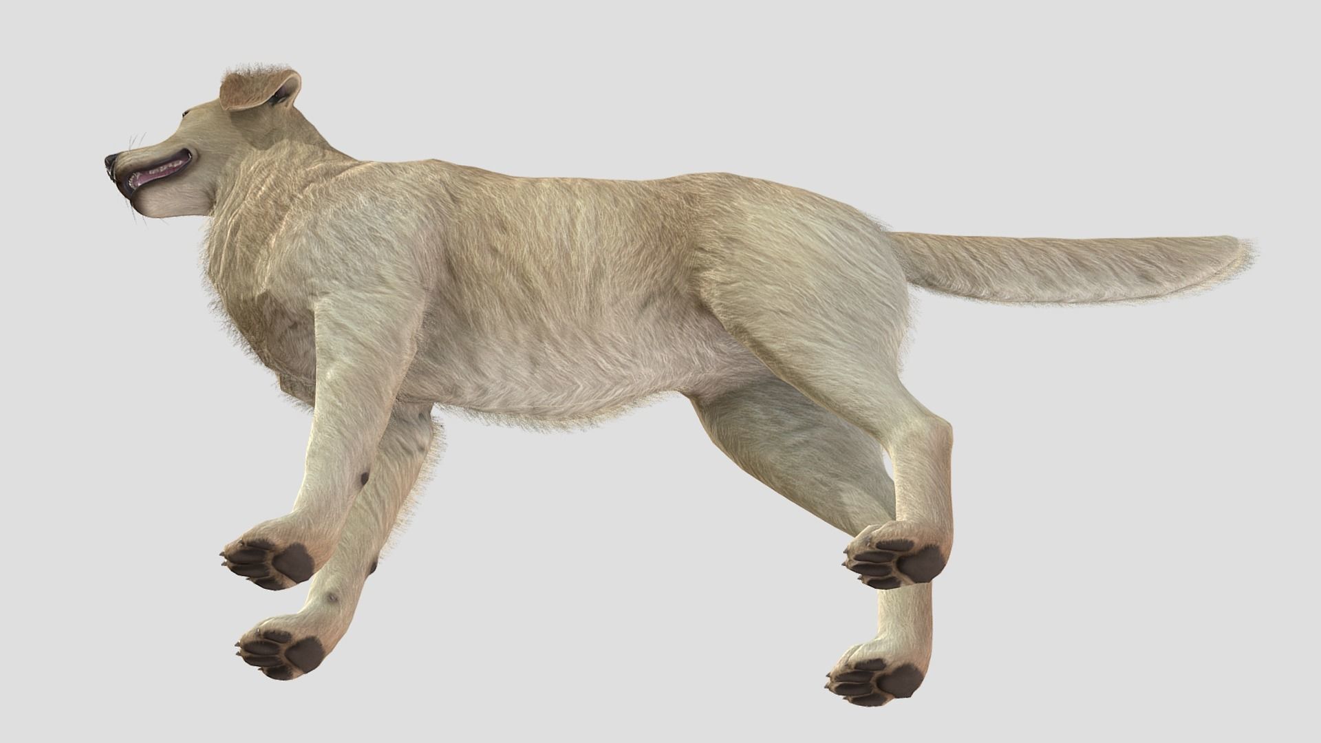 Dog - Golden Retriever Low-poly 3D model_6