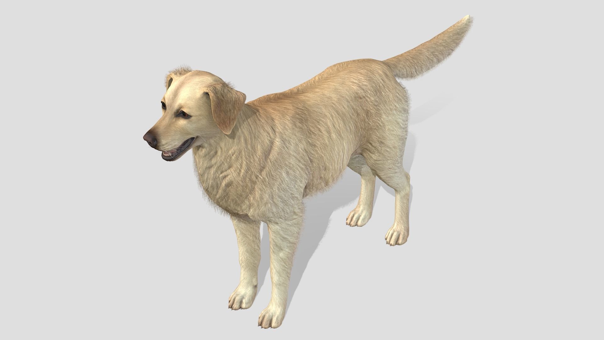 Dog - Golden Retriever Low-poly 3D model_4