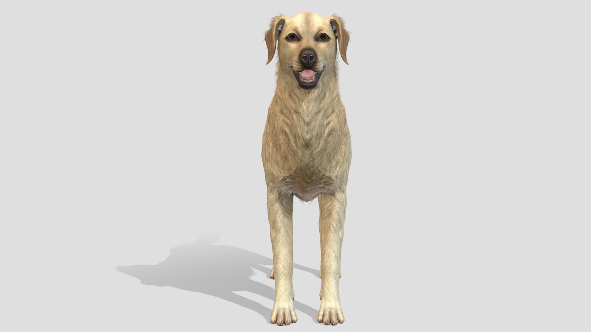 Dog - Golden Retriever Low-poly 3D model_3