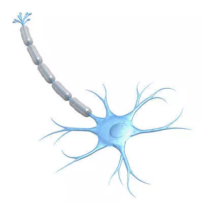 Neuron 3D model_0