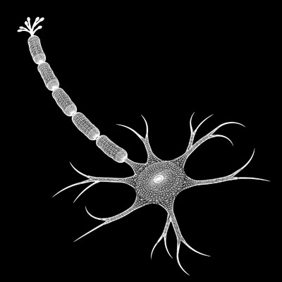 Neuron 3D model_1