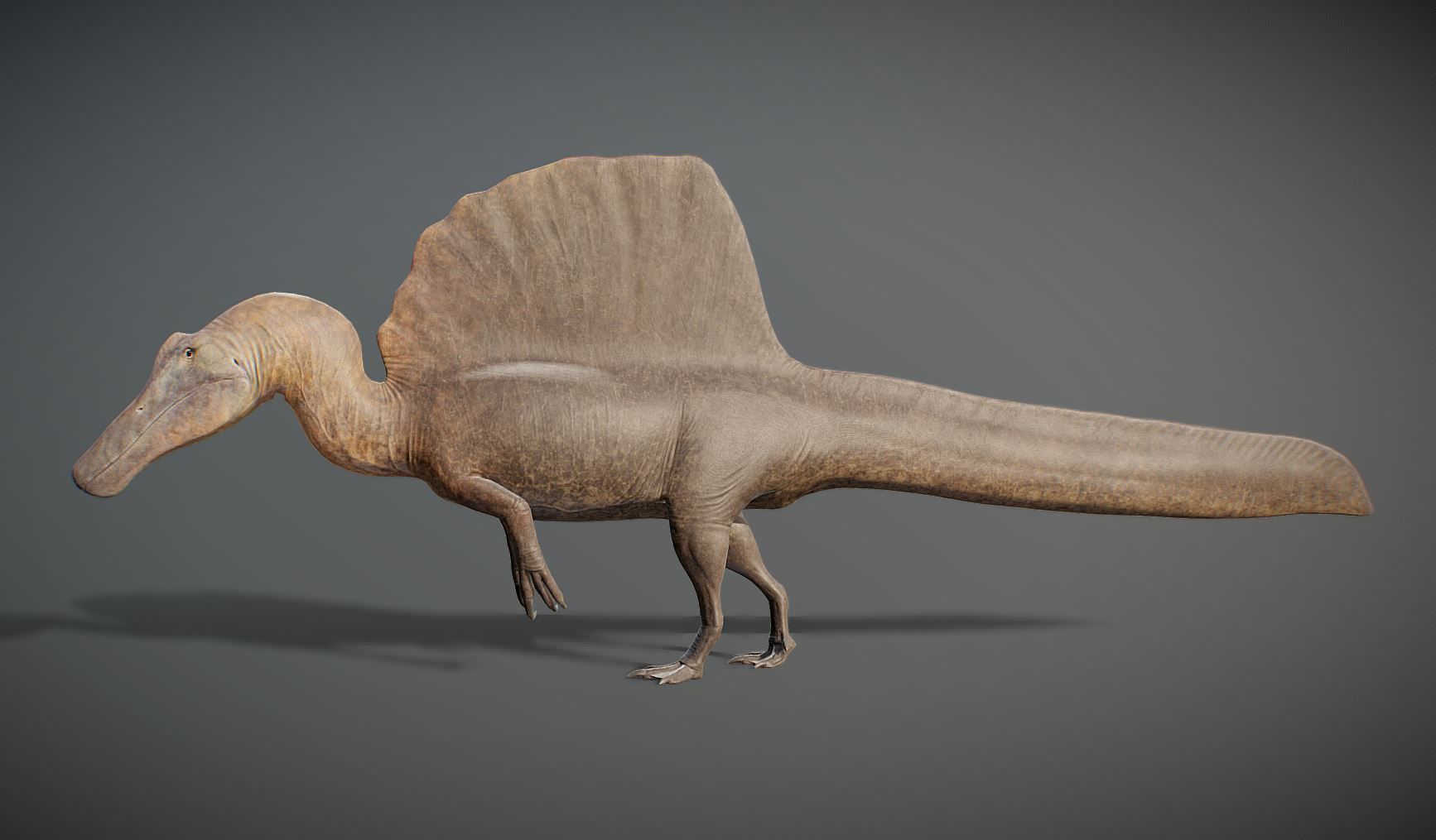 Spinosaurus aegyptiacus Low-poly 3D model_3