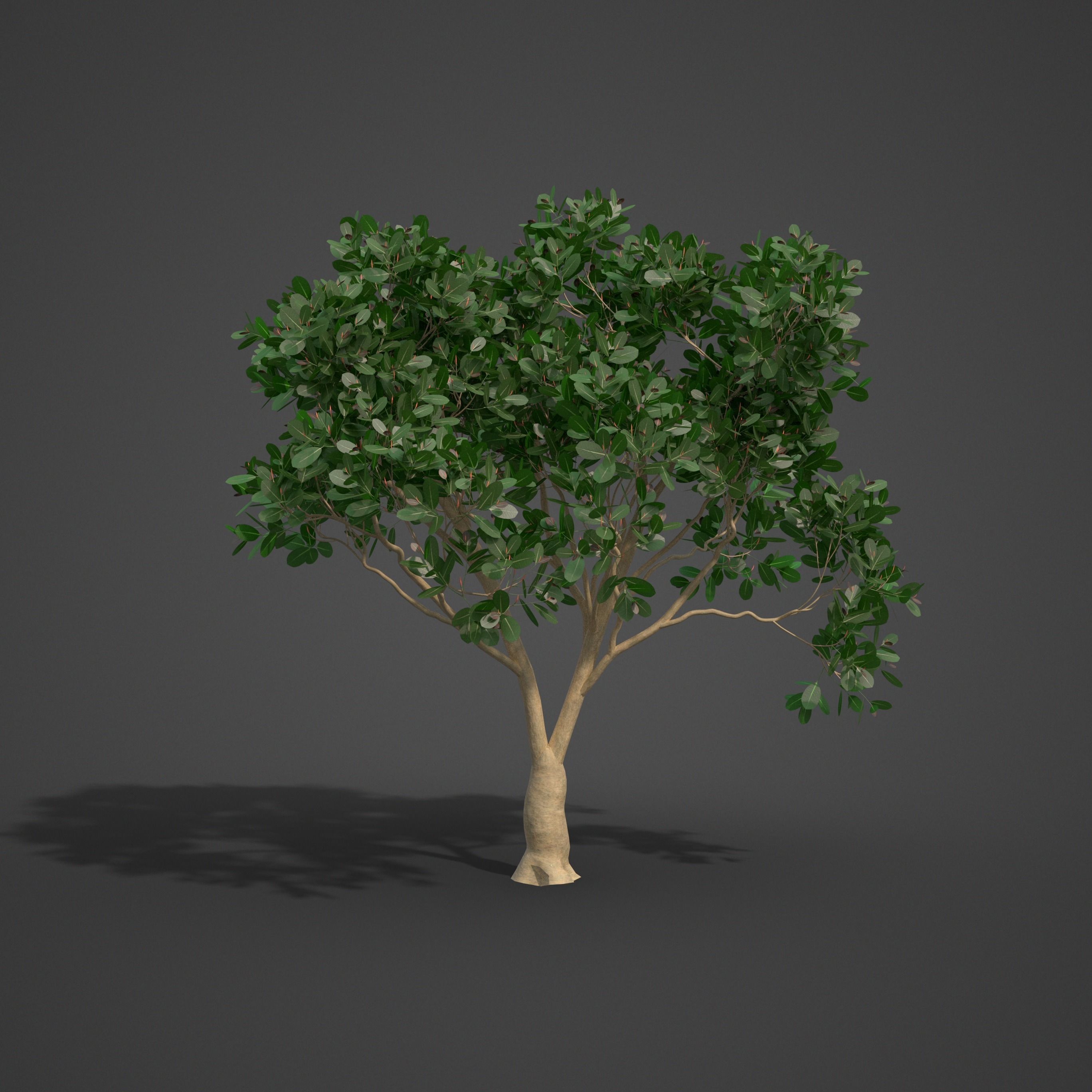 2021 PBR Rubber Fig Collection - Ficus Elastica 3D model_8