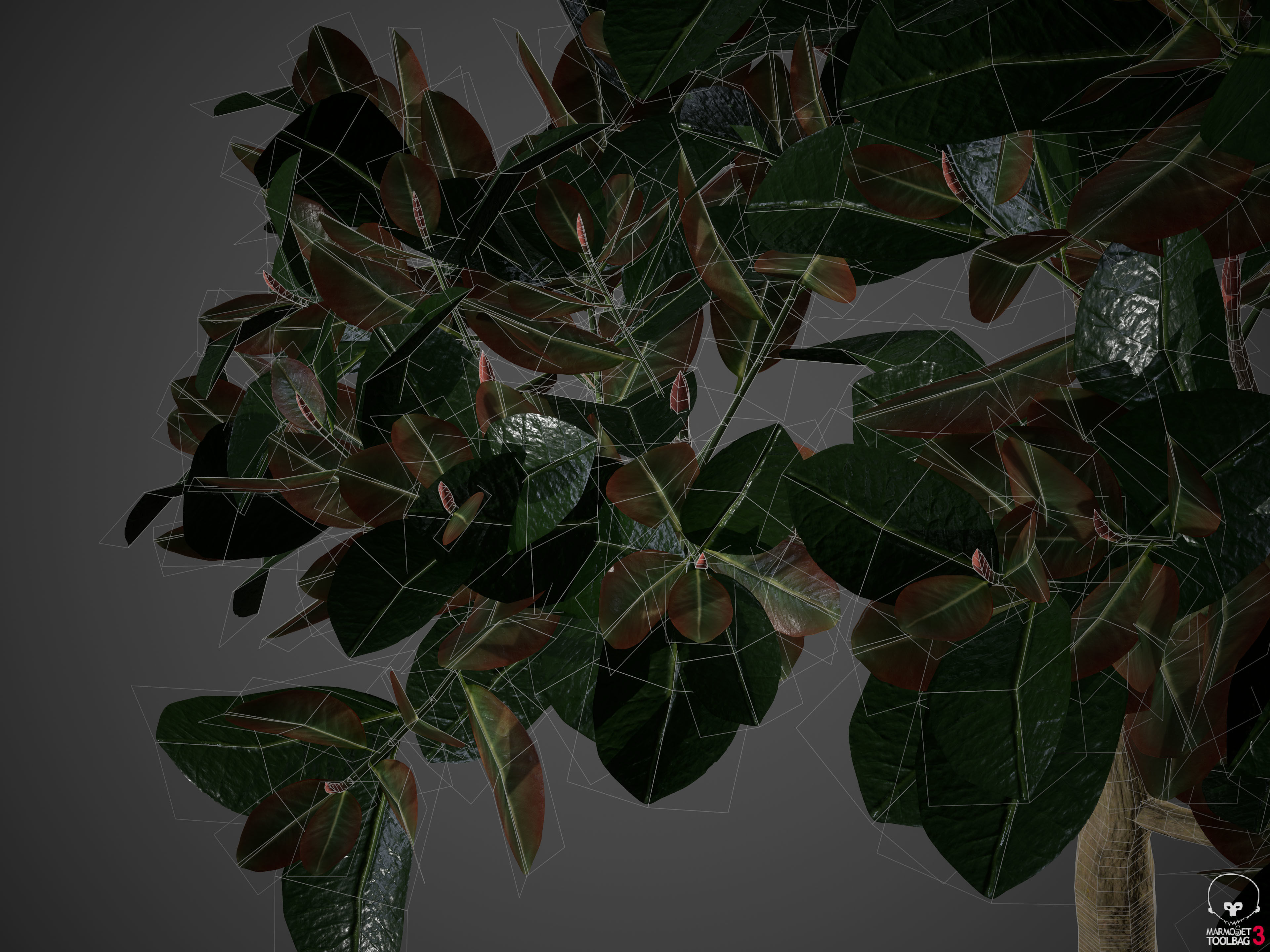 2021 PBR Rubber Fig Collection - Ficus Elastica 3D model_9