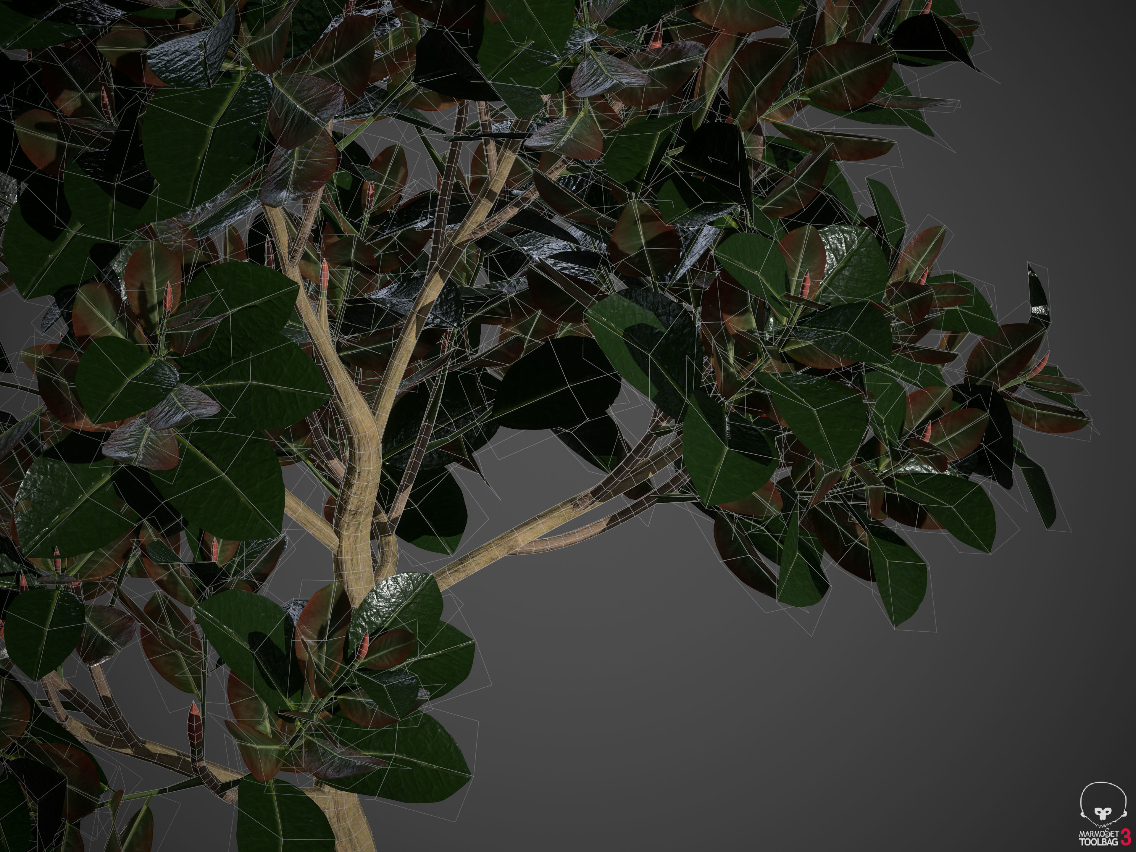2021 PBR Rubber Fig Collection - Ficus Elastica 3D model_10