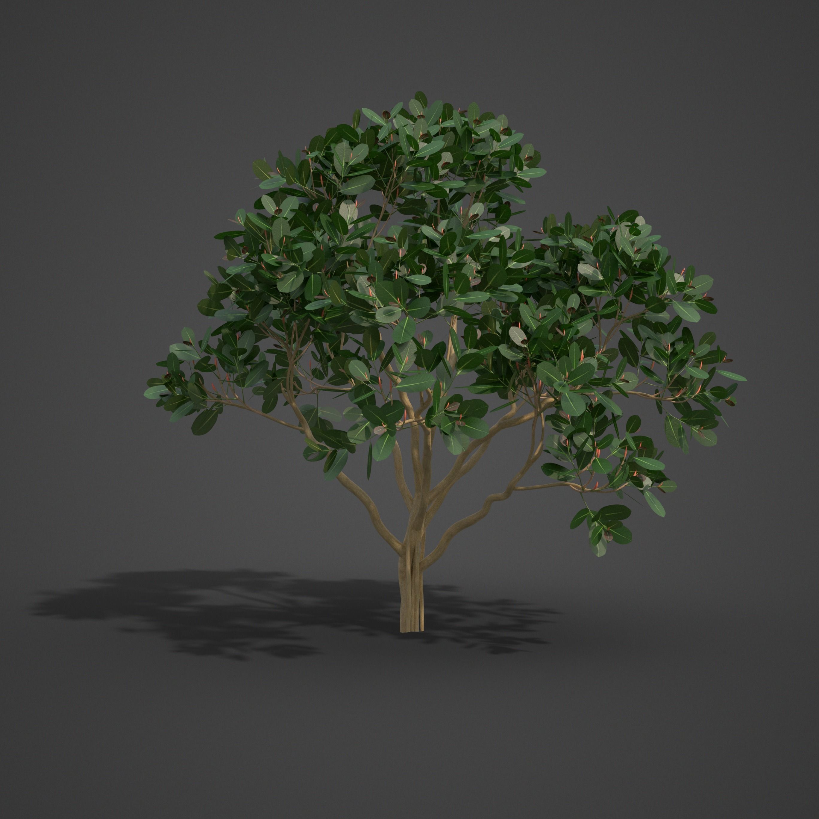 2021 PBR Rubber Fig Collection - Ficus Elastica 3D model_5