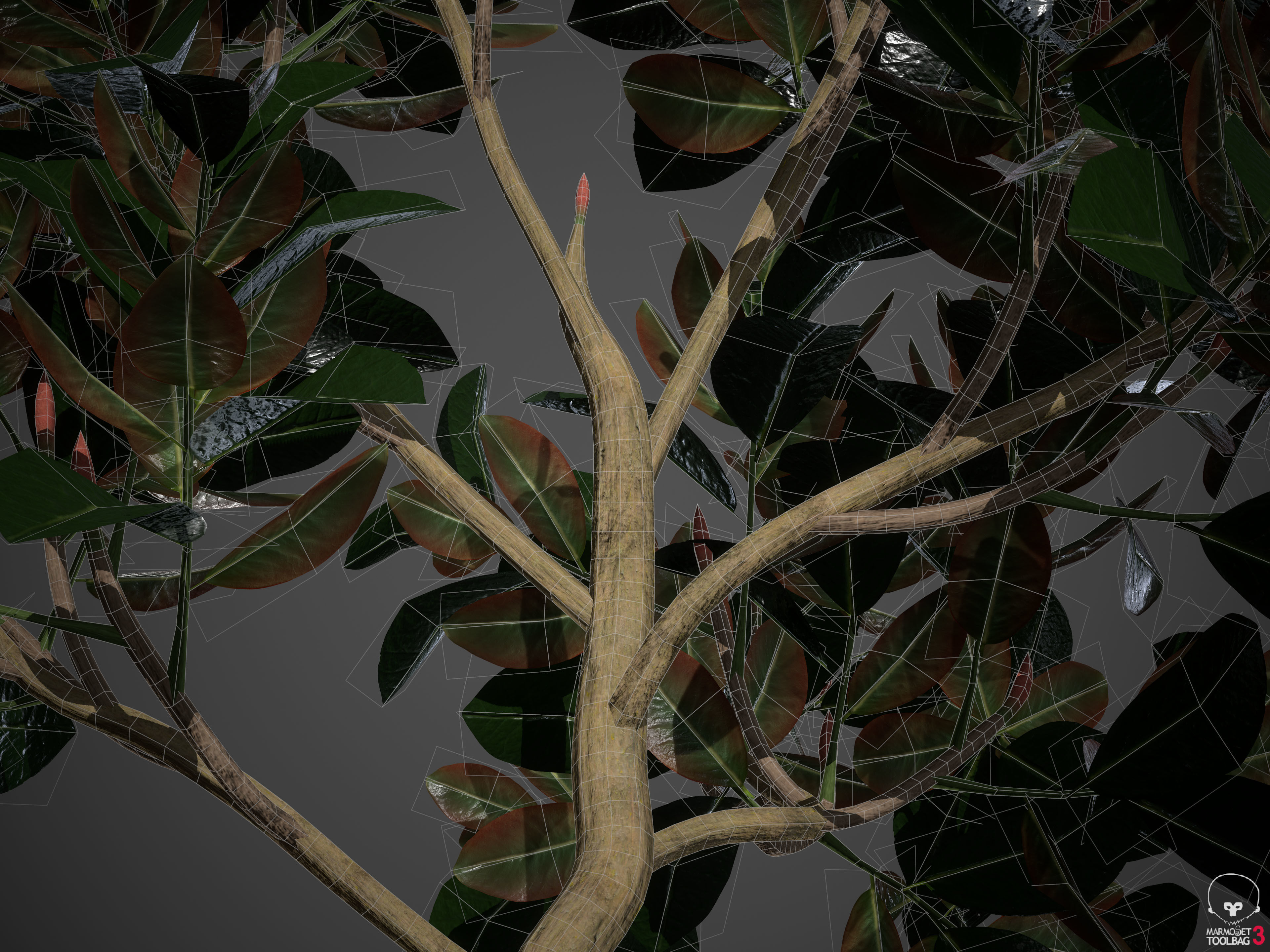 2021 PBR Rubber Fig Collection - Ficus Elastica 3D model_11