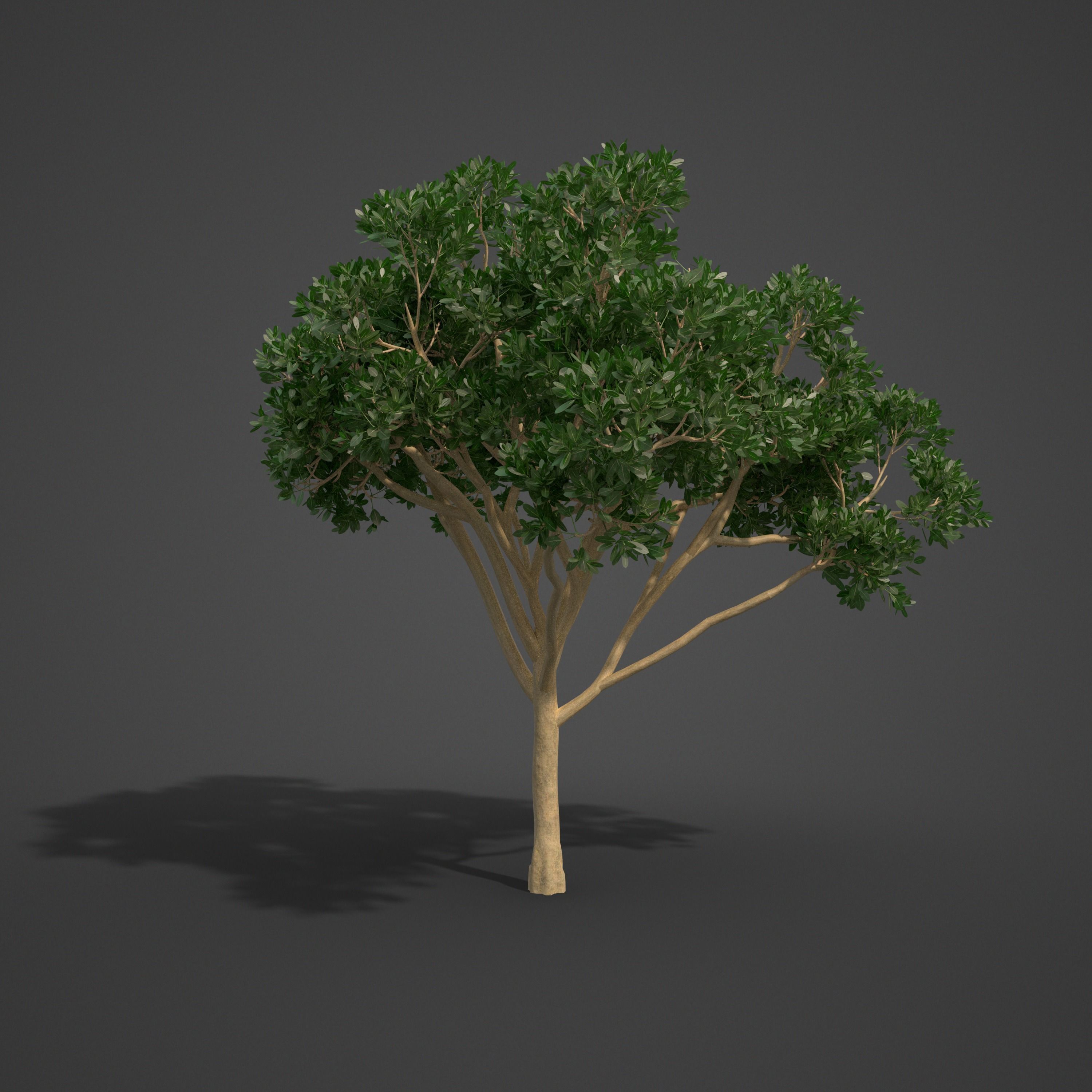 2021 PBR Rubber Fig Collection - Ficus Elastica 3D model_7