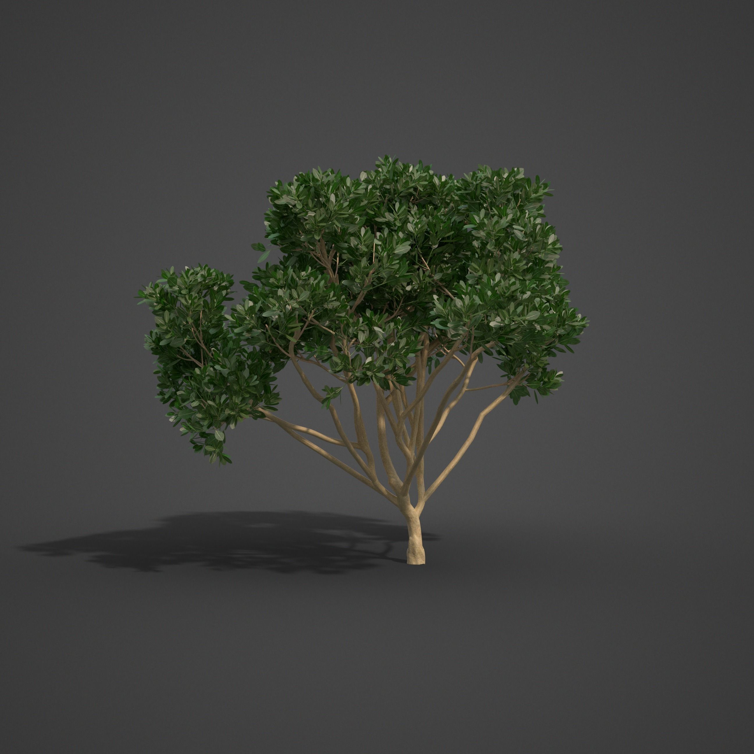 2021 PBR Rubber Fig Collection - Ficus Elastica 3D model_6