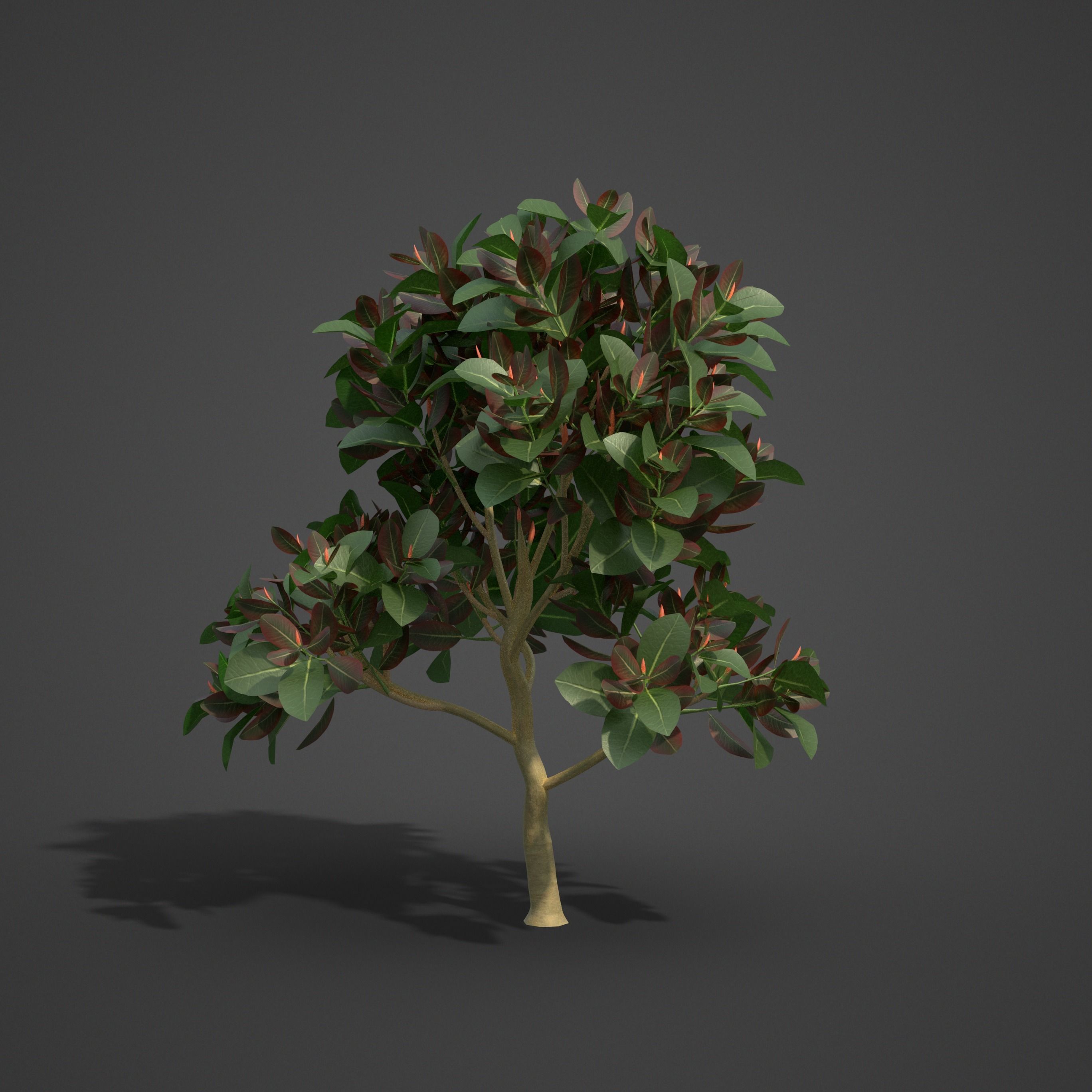 2021 PBR Rubber Fig Collection - Ficus Elastica 3D model_4