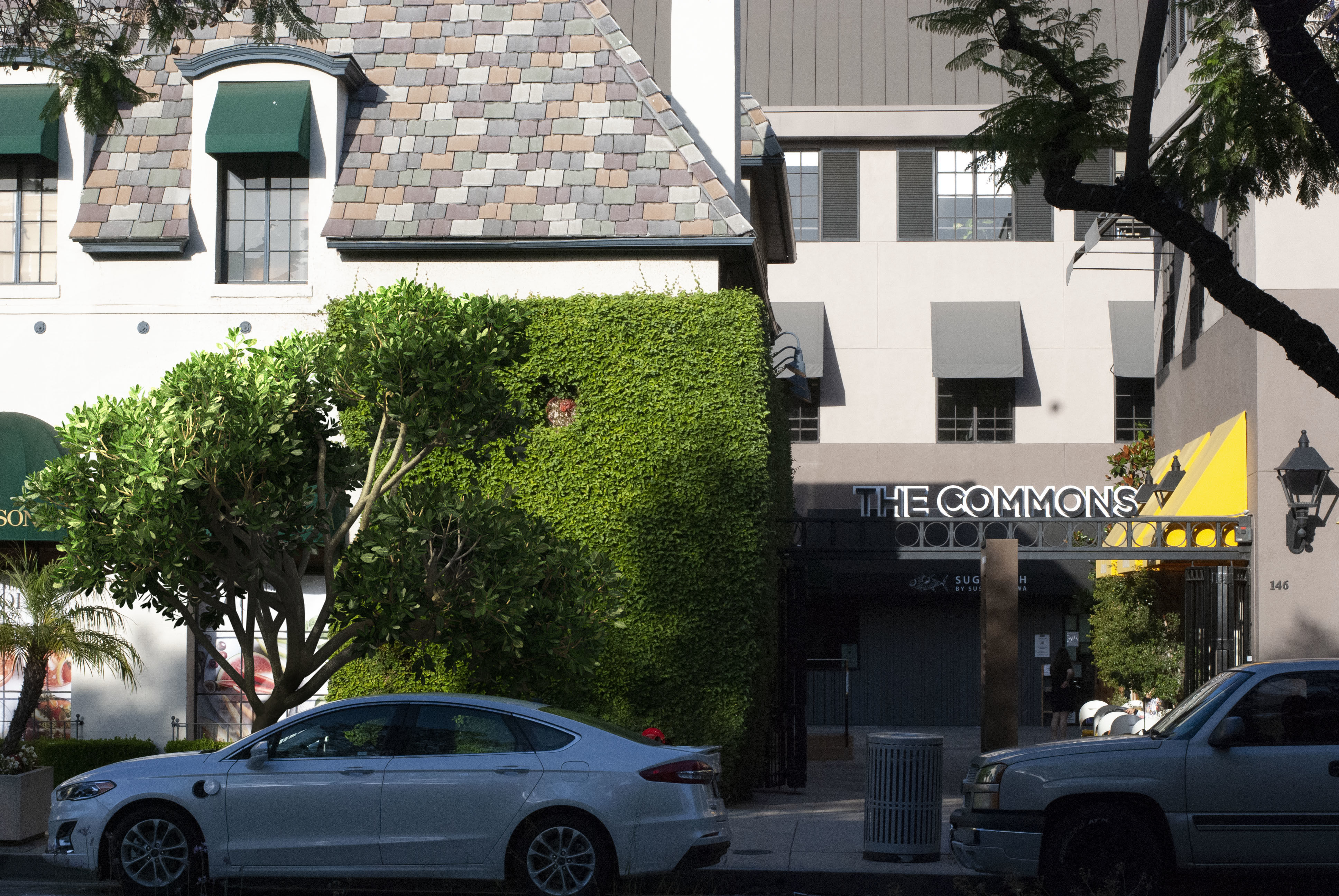 2021 PBR Rubber Fig Collection - Ficus Elastica 3D model_3