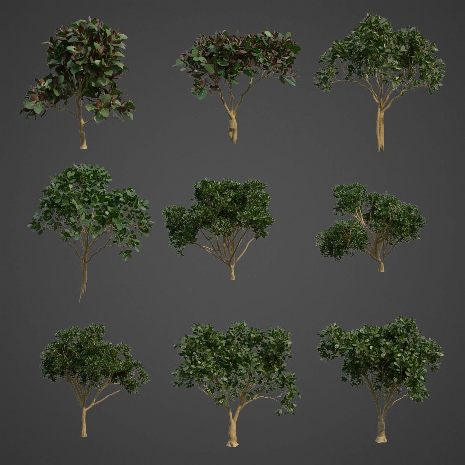 2021 PBR Rubber Fig Collection - Ficus Elastica 3D model_2