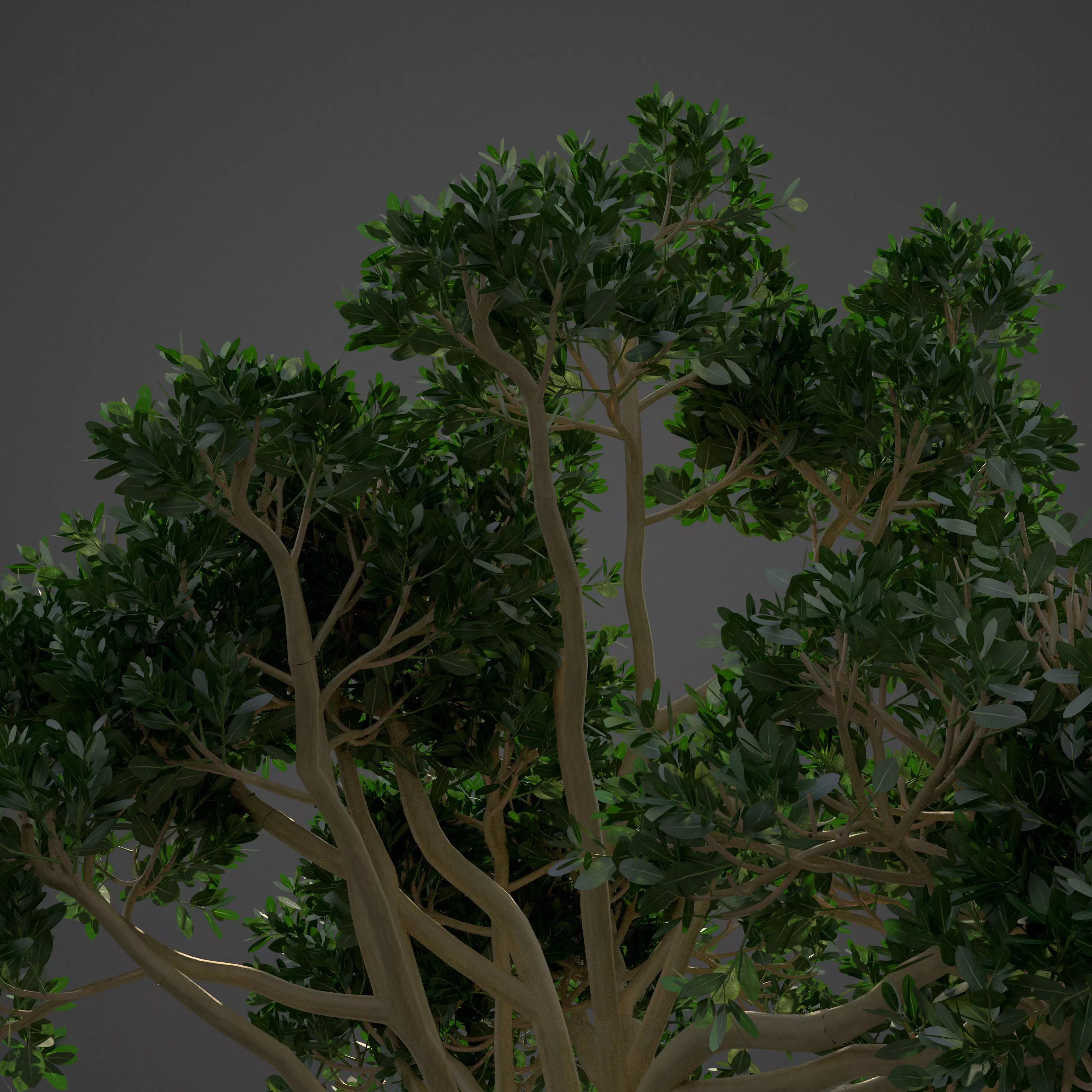 2021 PBR Rubber Fig Collection - Ficus Elastica 3D model_0