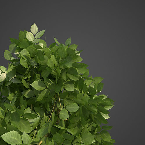 2021 PBR European Hornbeam Collection - Carpinus Betulus 3D model