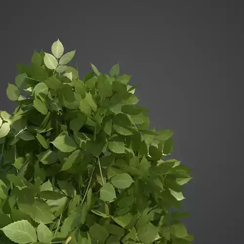 2021 PBR European Hornbeam Collection - Carpinus Betulus