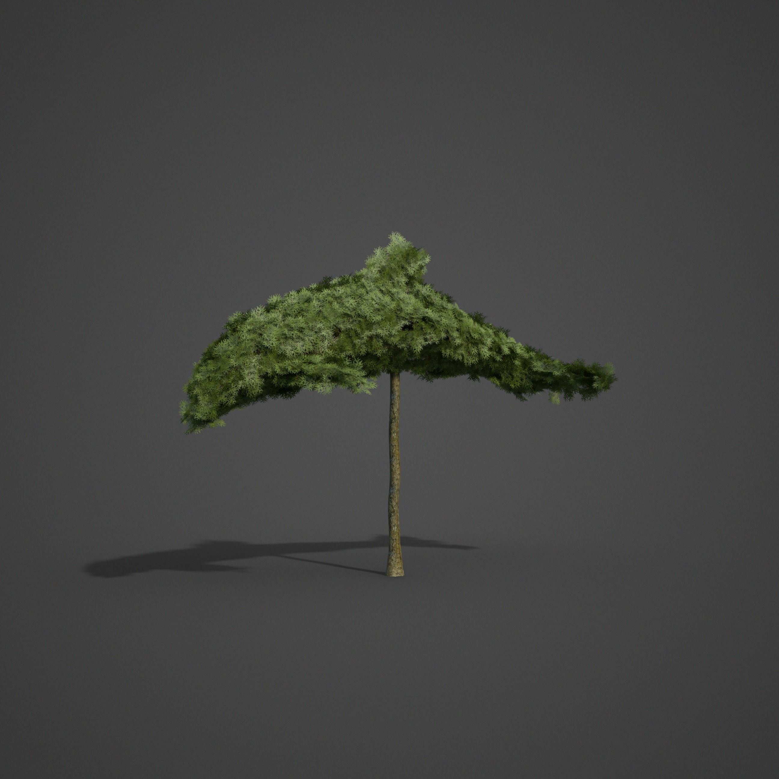 2021 PBR False Cypress Bushes Collection - Chamaecyparis  3D model_5