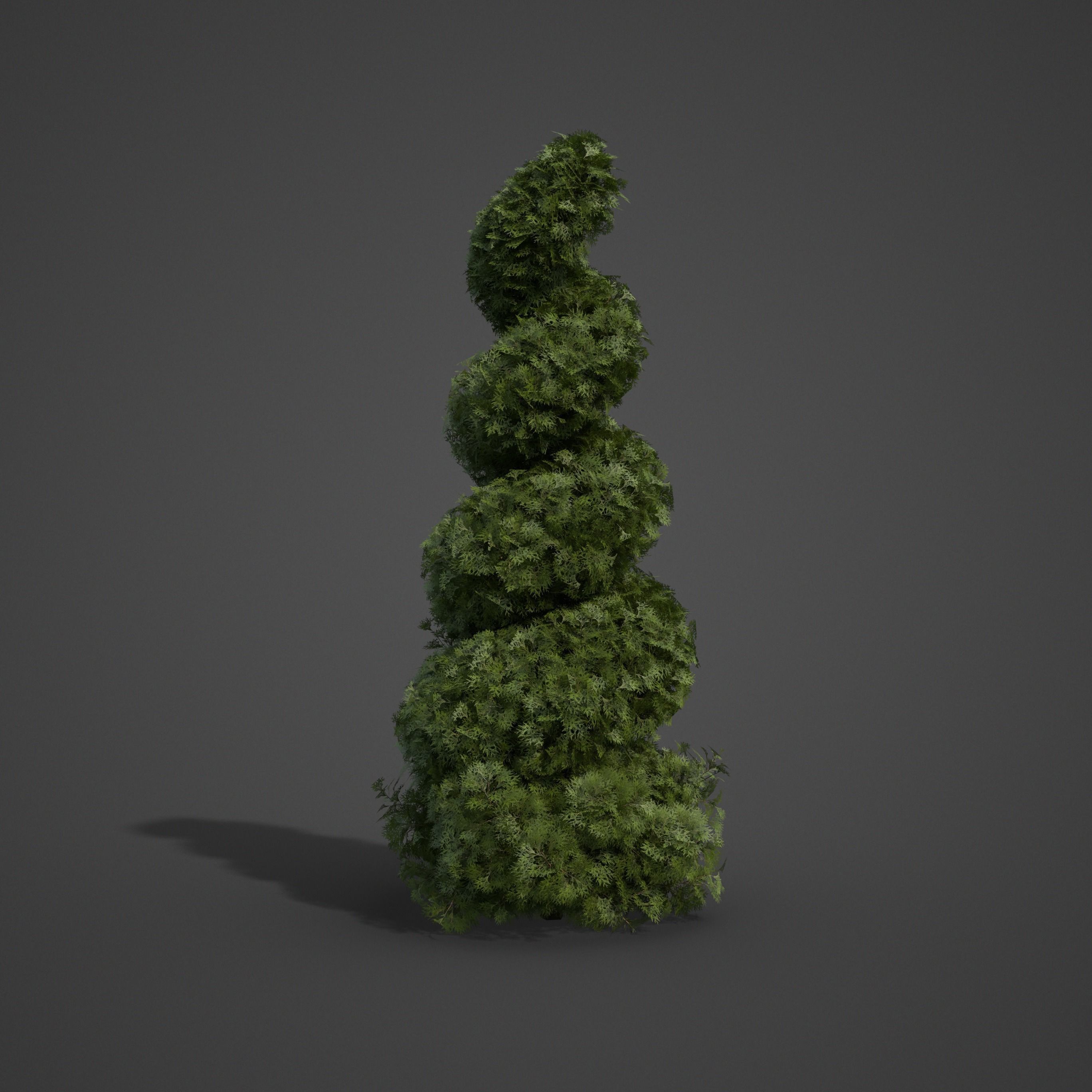 2021 PBR False Cypress Bushes Collection - Chamaecyparis  3D model_6