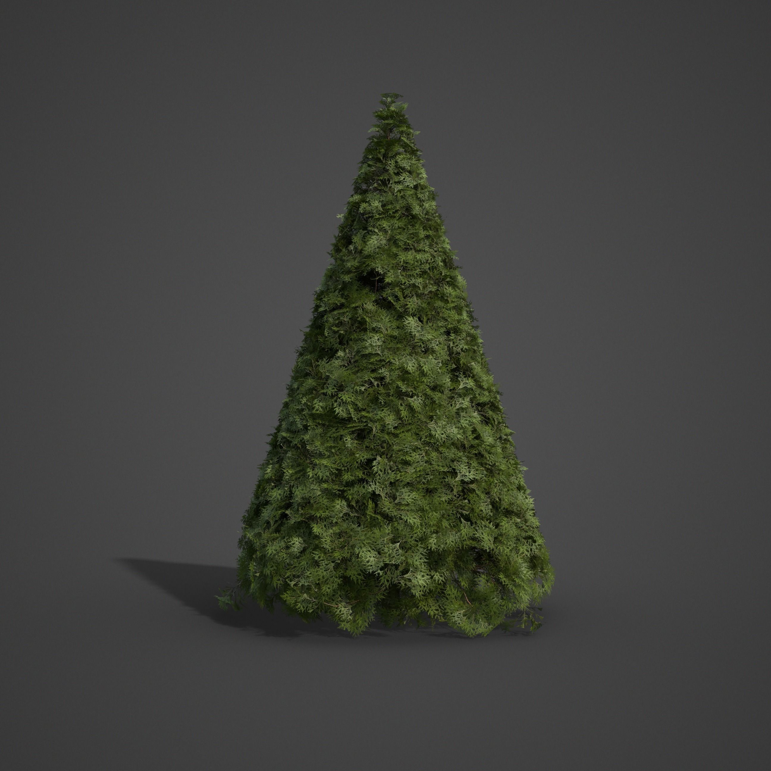 2021 PBR False Cypress Bushes Collection - Chamaecyparis  3D model_7