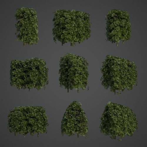 2021 PBR False Cypress Hedges Collection - Chamaecyparis 3D model