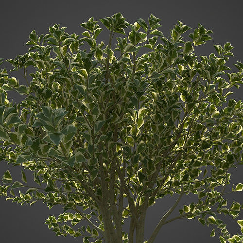 2021 PBR Spindles Collection - Euonymus  Free 3D model