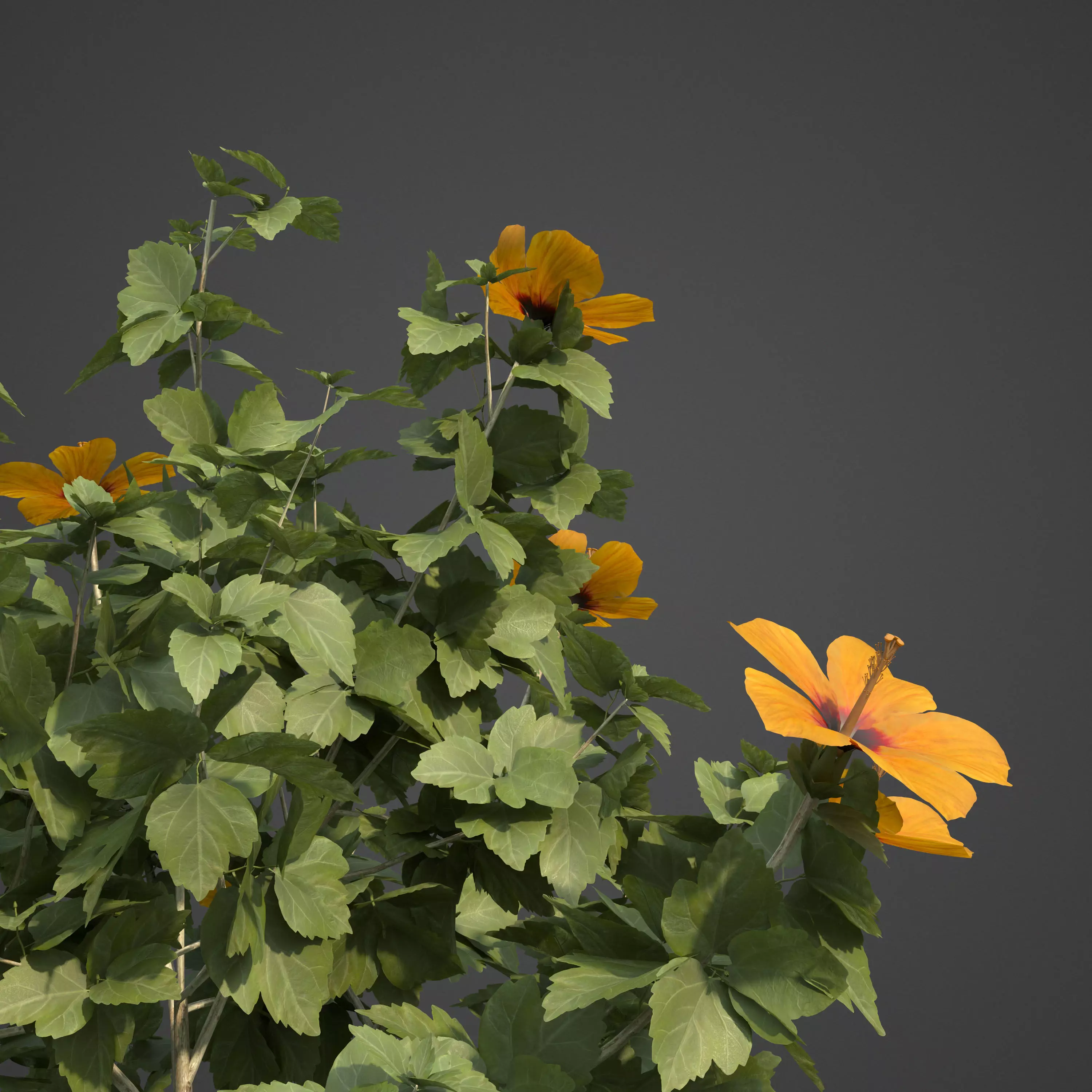 2021 PBR Hibiscus Collection 3D model_0