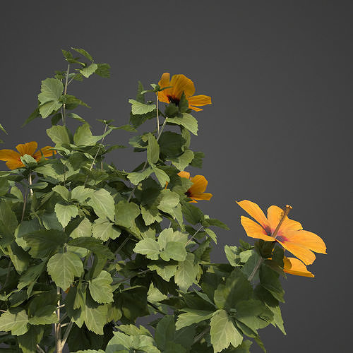 2021 PBR Hibiscus Collection 3D model